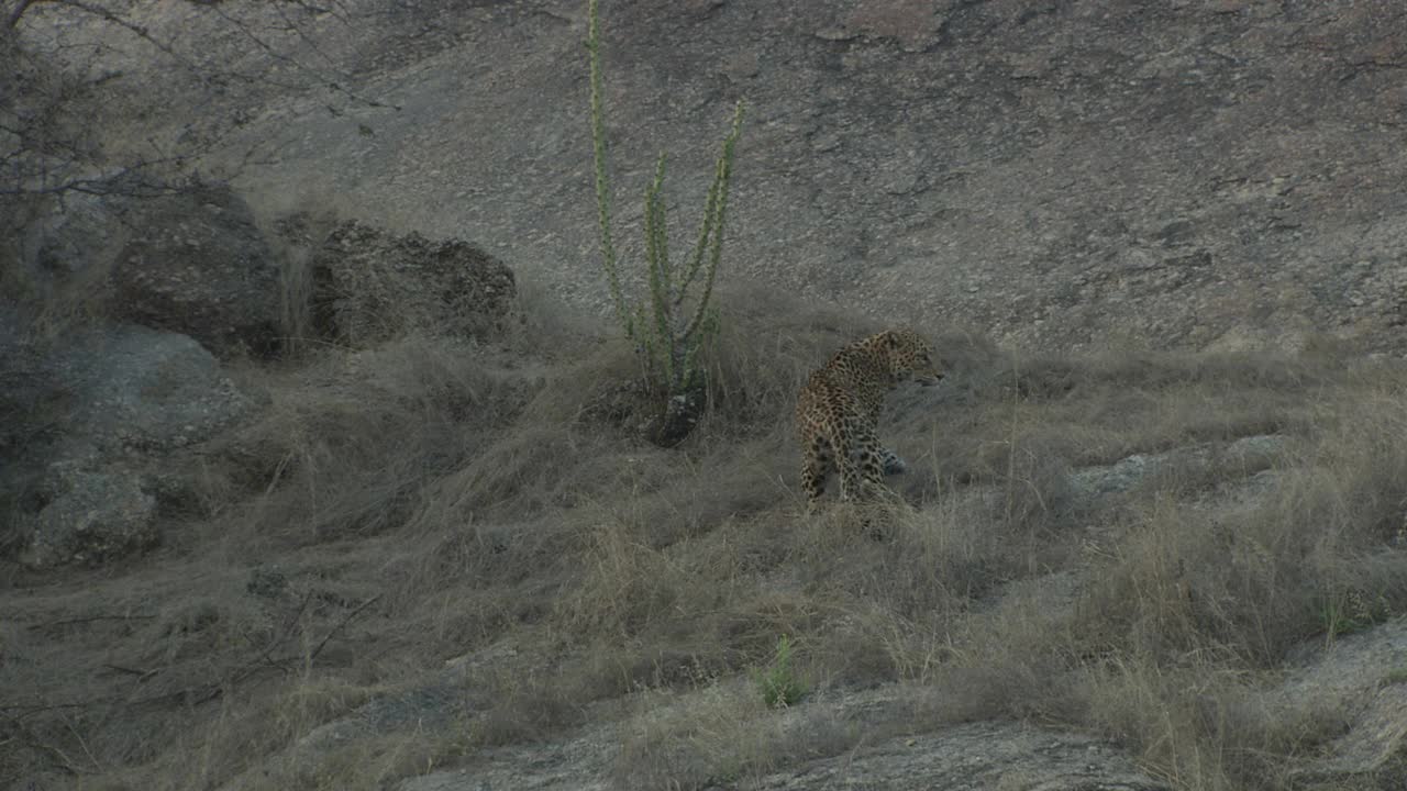 豹坐在岩石斜坡上，看着相机-低角度的观点视频素材