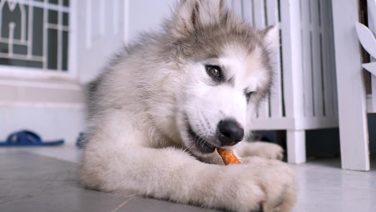 西伯利亚哈士奇正在吃东西，选择对焦浅景深视频素材