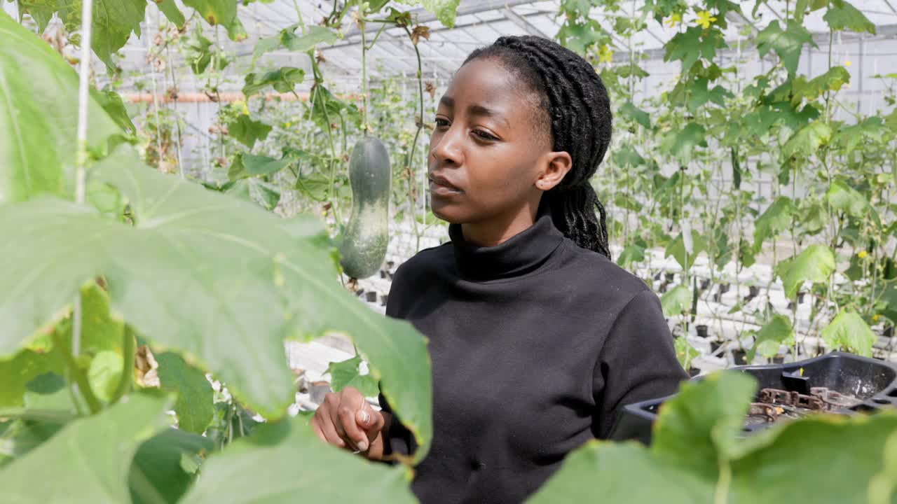 一名非洲妇女在温室里检查植物视频素材