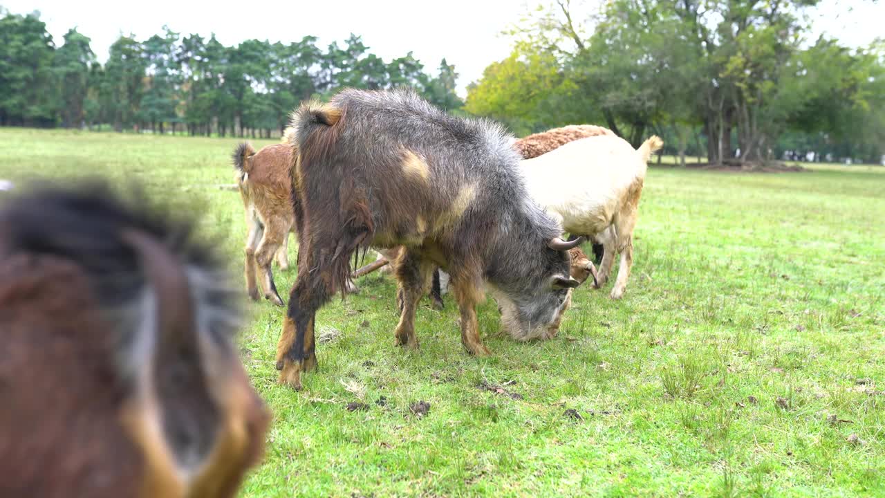 牧羊场里在户外吃草的一群山羊和绵羊视频素材
