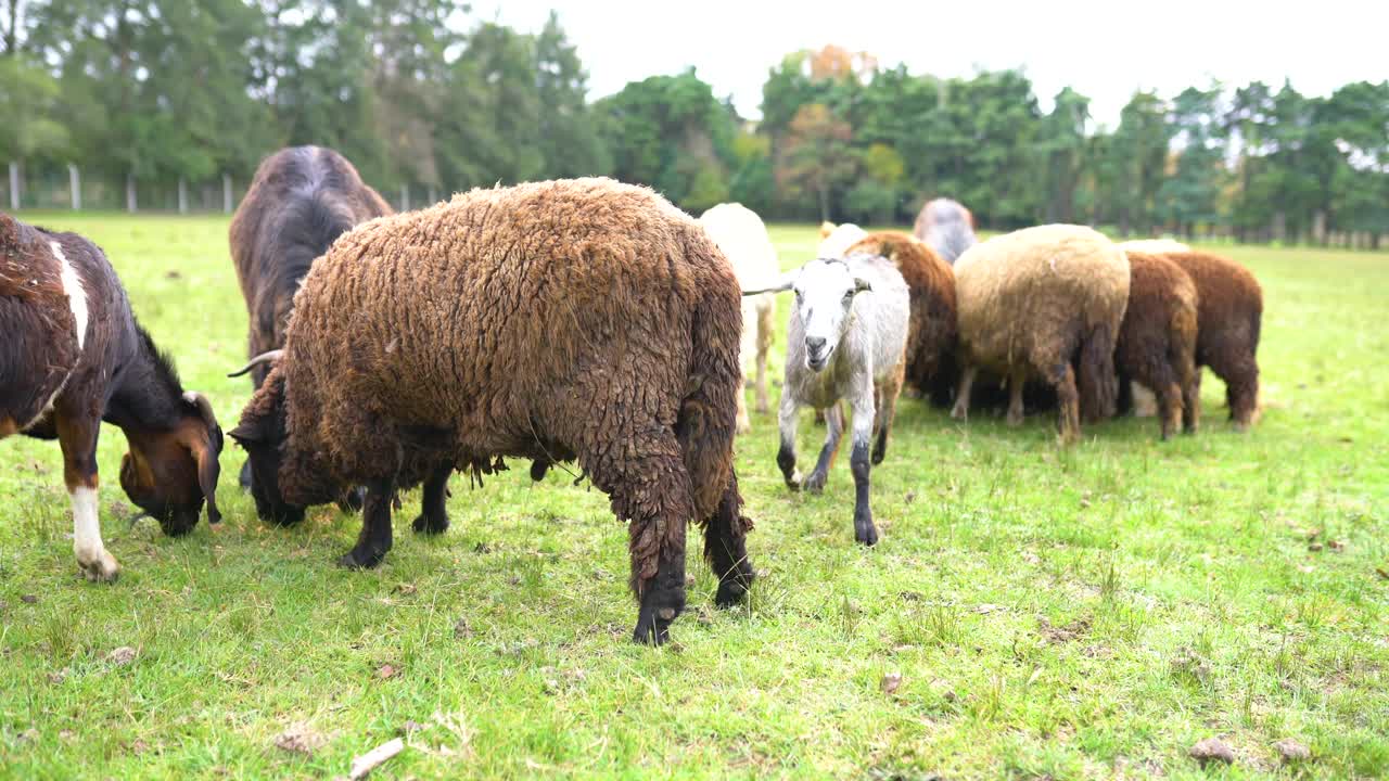 在牧场上自由放牧的一群山羊和绵羊视频素材
