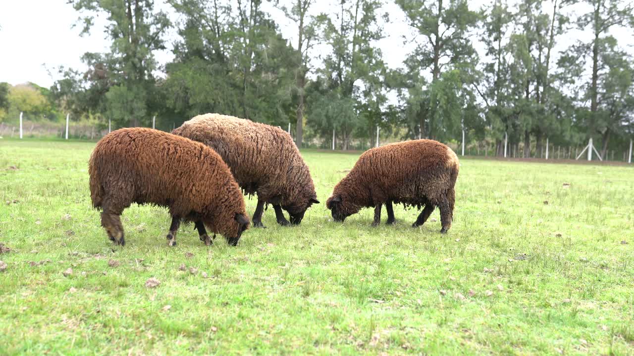 一群山羊和绵羊在牧场上自由地吃草视频素材