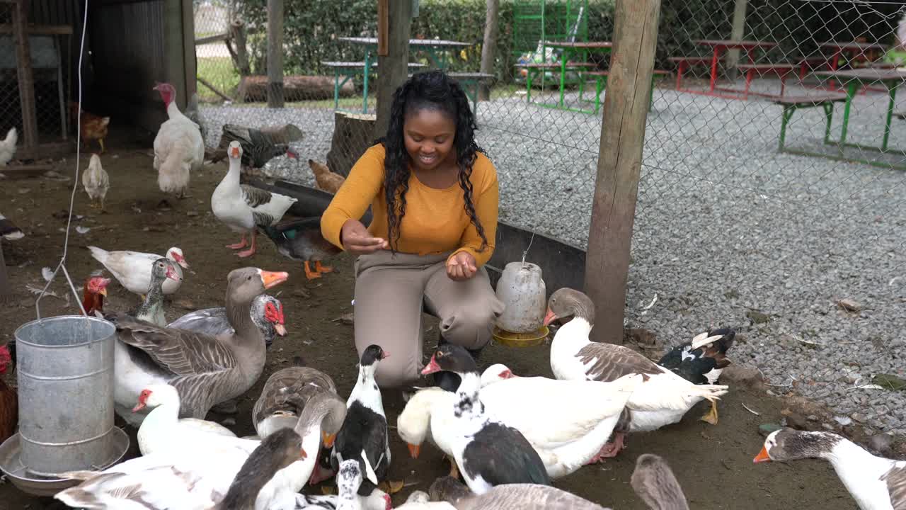 非洲妇女在农场里喂鹅和鸭视频素材