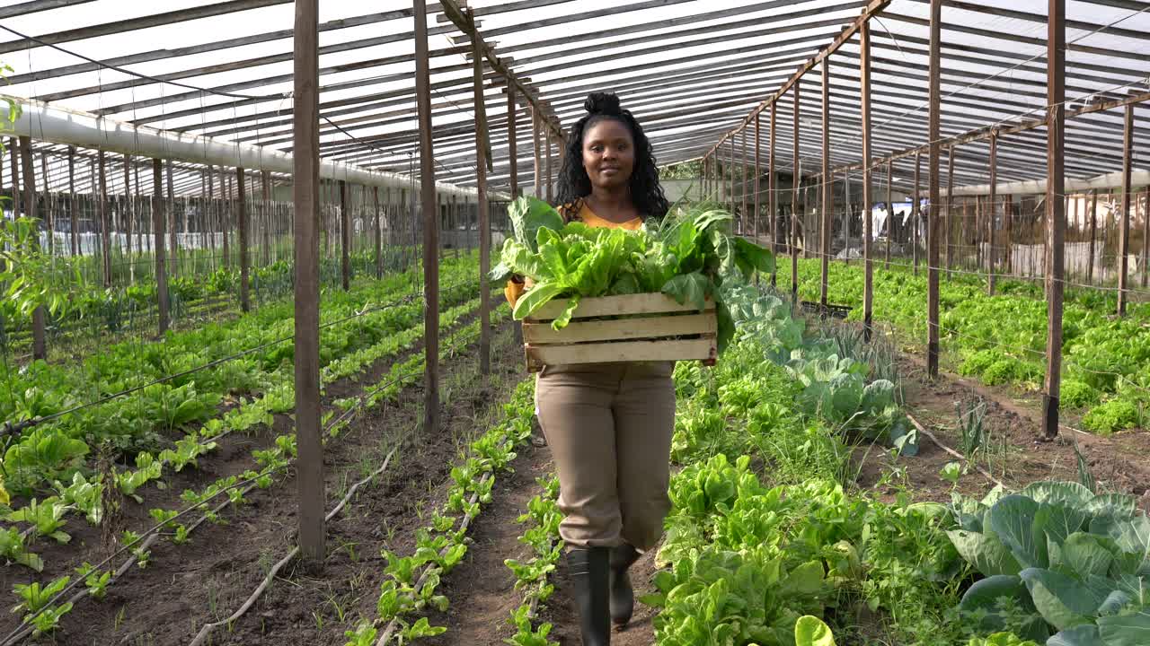 在有机蔬菜农场工作的非洲妇女视频下载