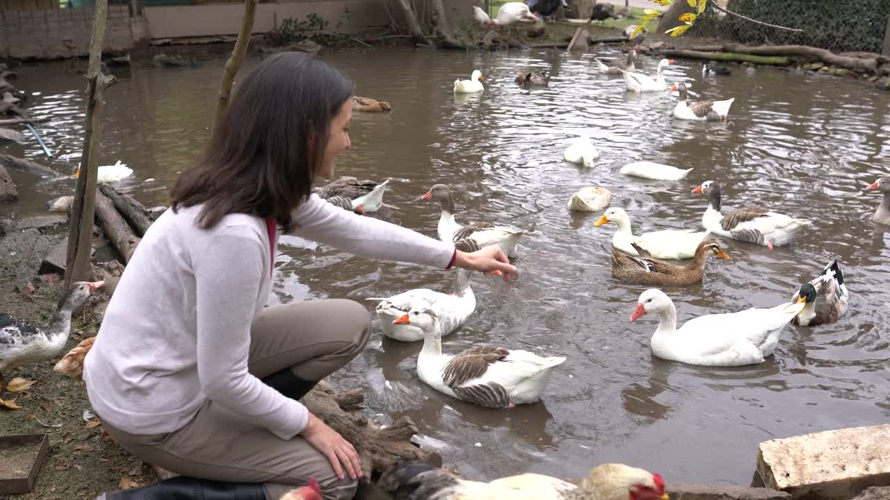 在农场喂养鹅和鸭的母鹅视频素材