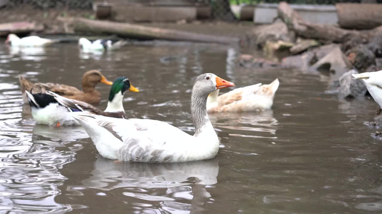 鹅和鸭子在池塘里视频素材