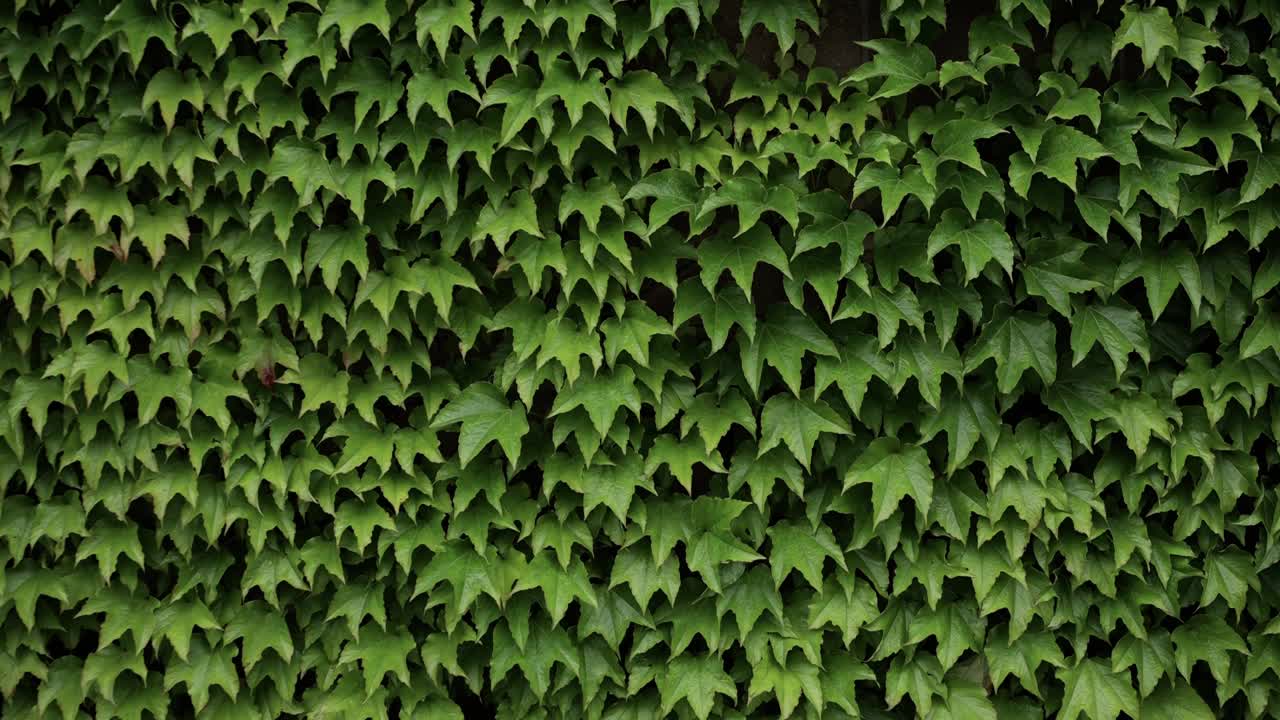 绿叶的背景，夏天的背景，在院子的墙上视频下载
