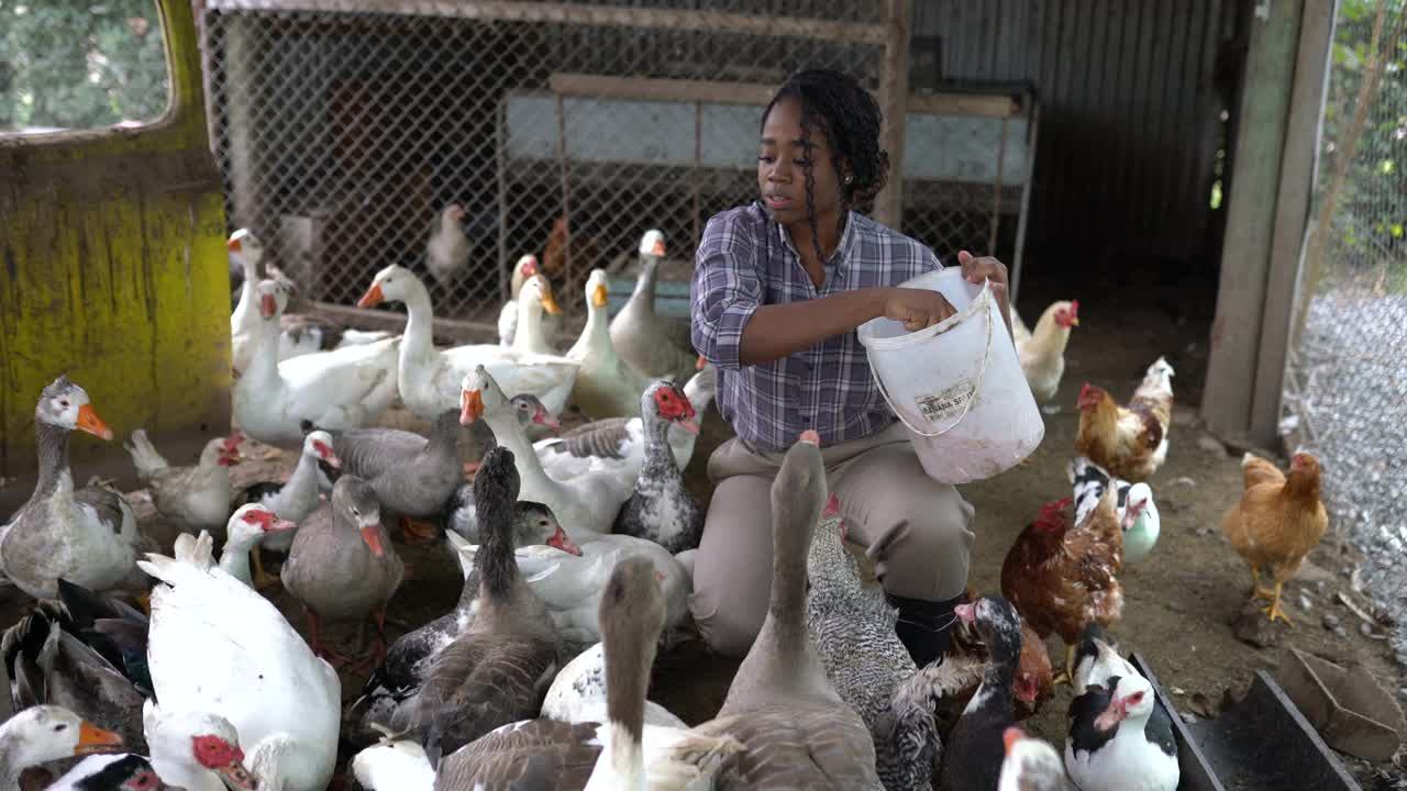 在家禽饲养场喂鹅和鸭的女农民视频素材
