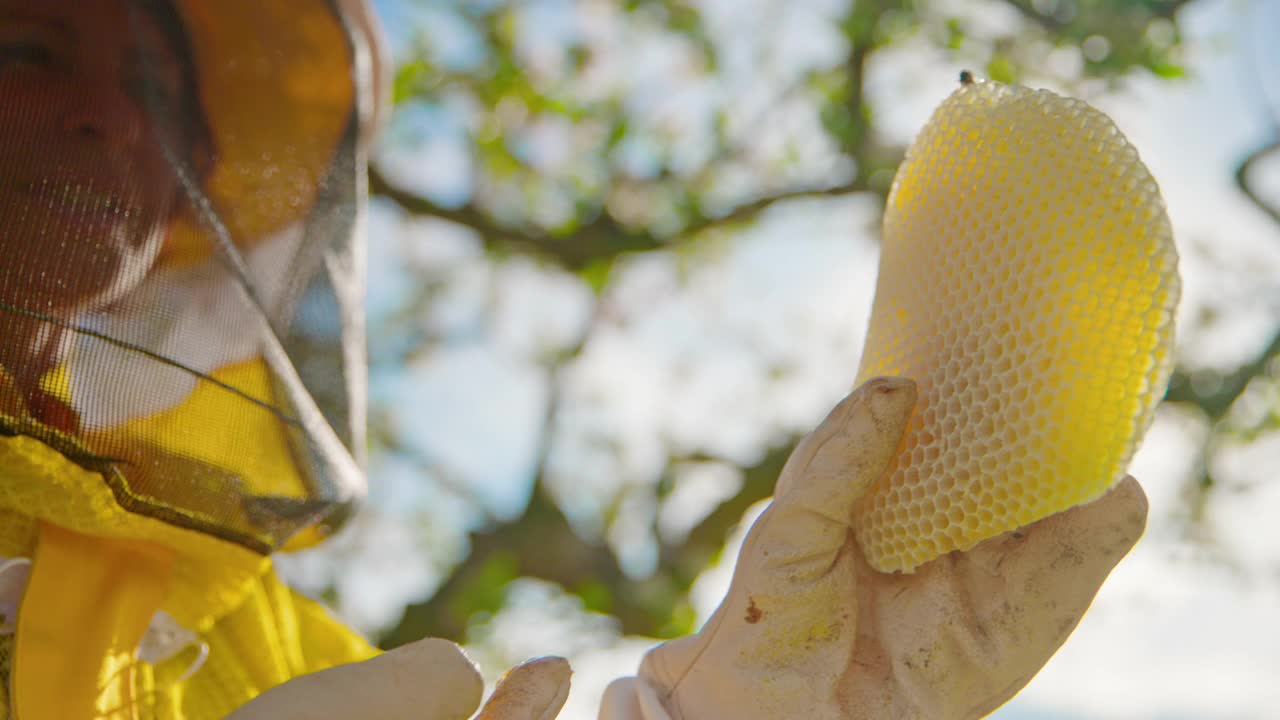养蜂人检查蜂房视频下载