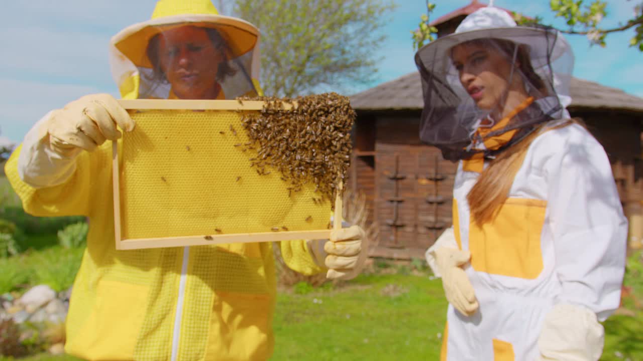 养蜂人检查装满蜜蜂的蜂巢视频下载