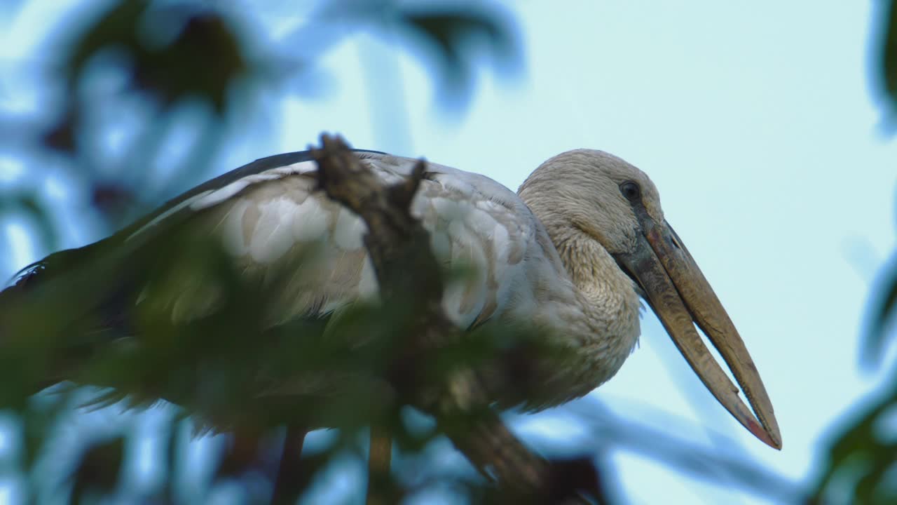 一种亚洲鸟栖息在树枝上。视频下载