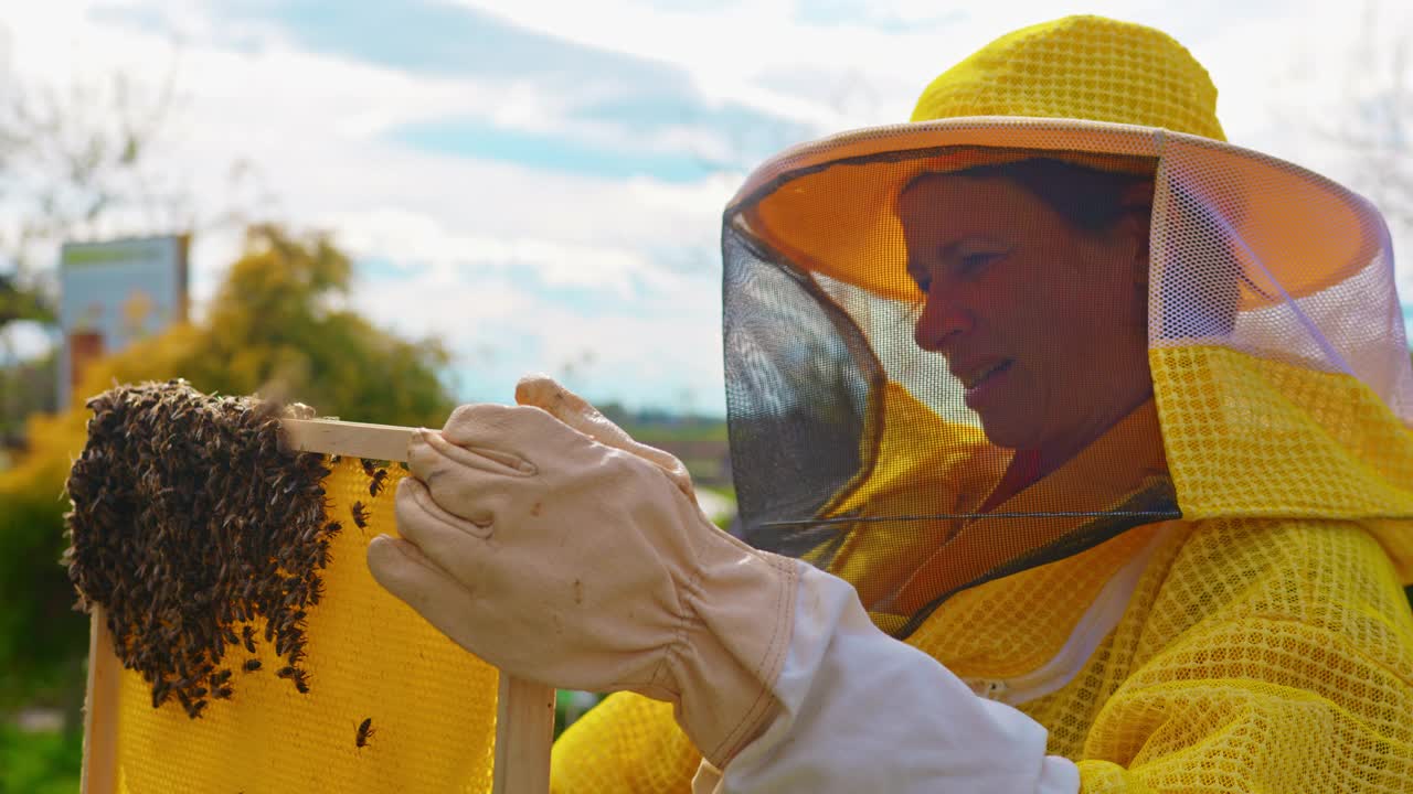 养蜂人检查装满蜜蜂的蜂窝架视频下载
