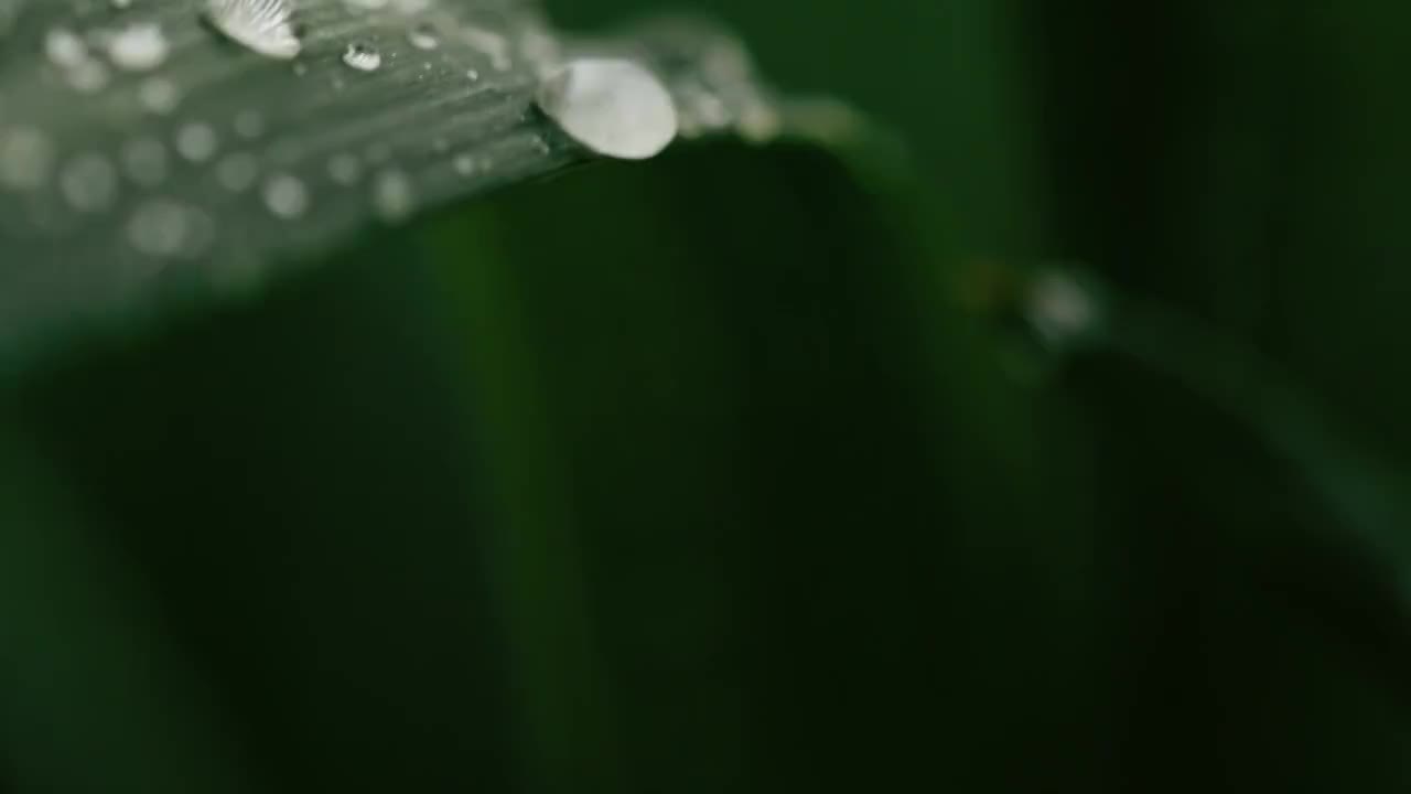 雨点落在绿色植物上视频素材