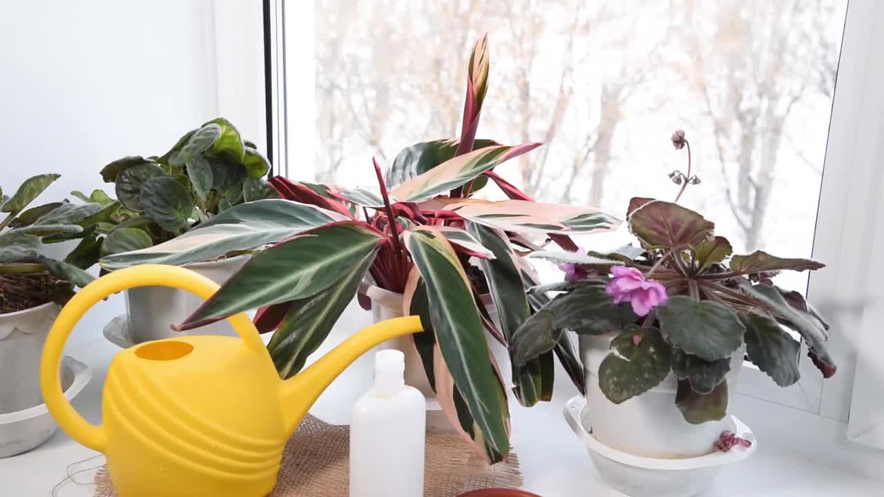 冬天照顾室内植物。女人的手在给窗台上的盆栽施肥。紫罗兰和盆栽植物。外面的雪。视频下载