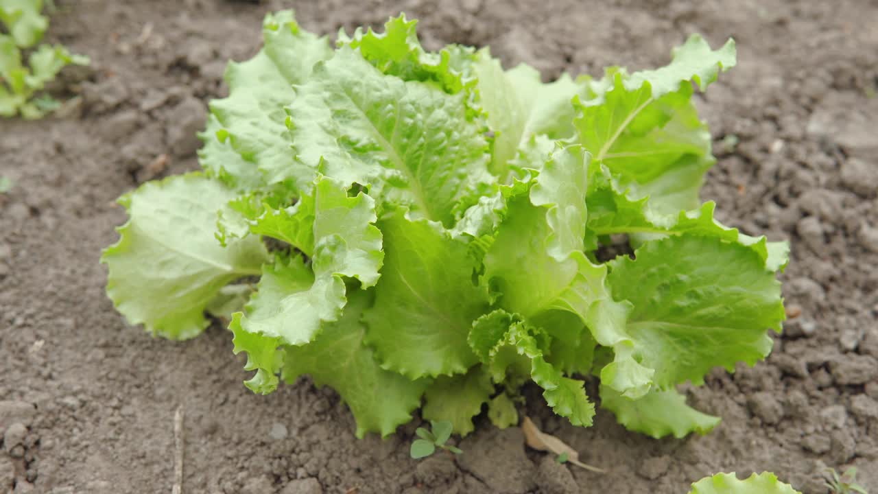 一种普通农业作物的成熟的绿色生菜的叶子视频下载