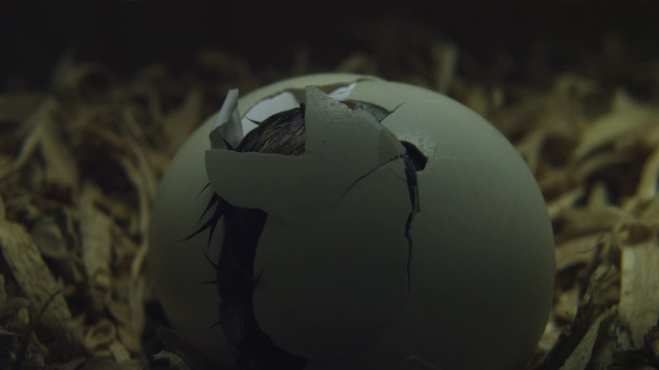 孵化的蛋视频素材