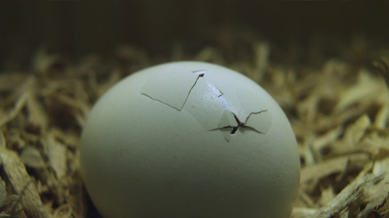 孵化的蛋视频素材