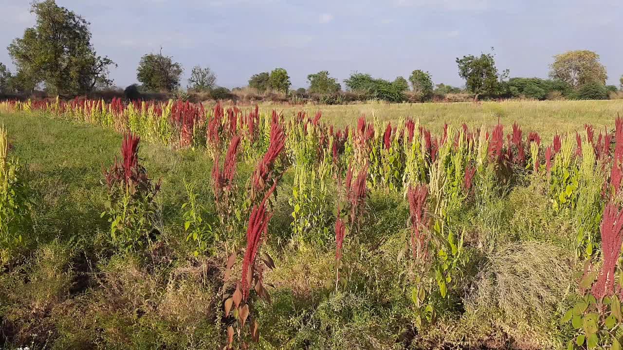 藜麦场。藜麦生长在印度的安第斯山脉。这些植物有红色、黄色、棕色和绿色，是一种在温暖气候下生长的红色装饰植物视频下载