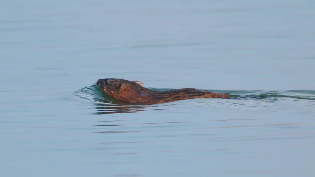 动物麝鼠(Ondatra zibethicus)在湖中游泳。她在芦荻中建造住所。视频下载