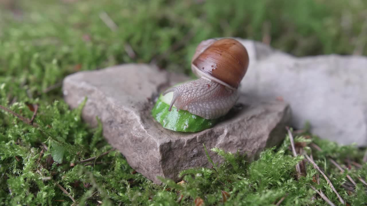 葡萄蜗牛在绿色苔藓上爬行寻找食物，软体动物概念视频下载