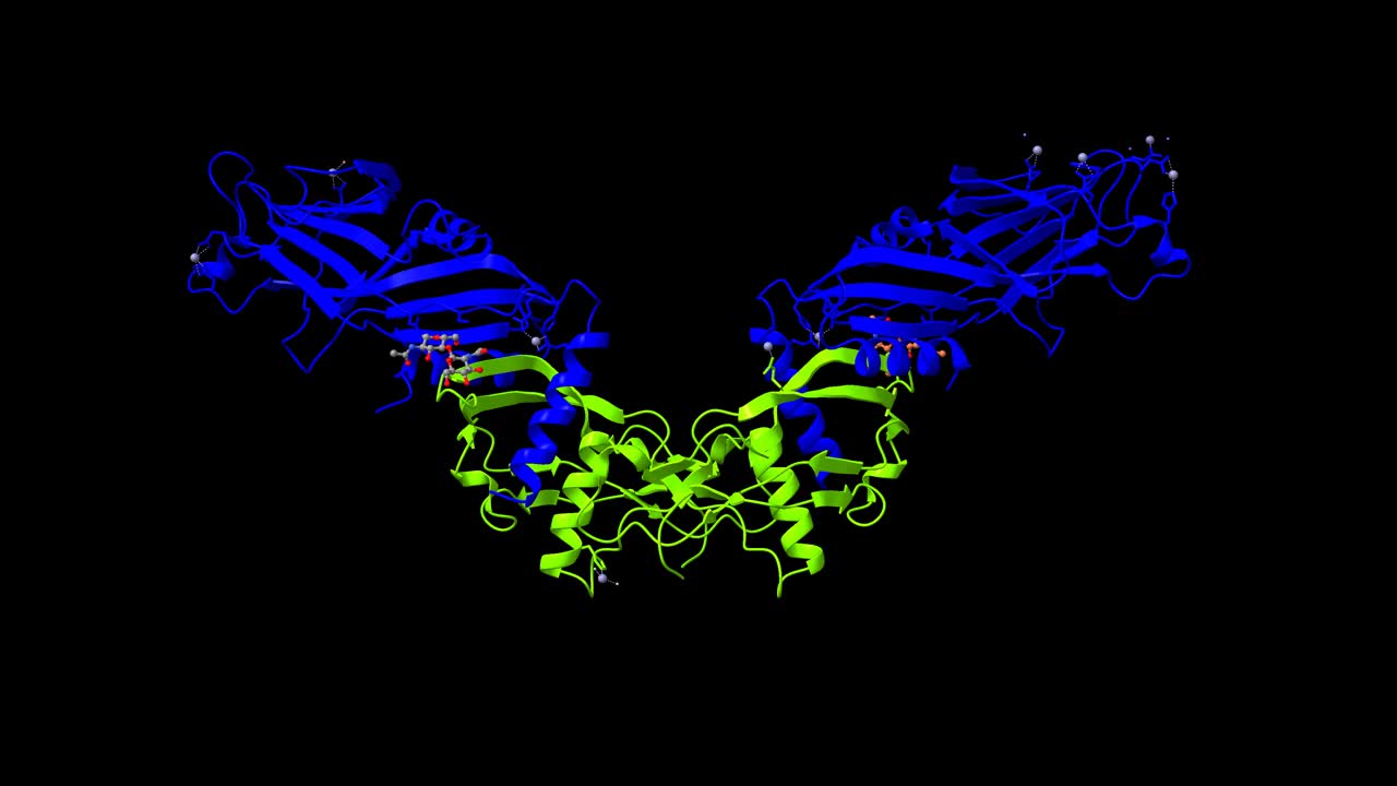 前骨形态发生蛋白9四聚体的结构视频下载