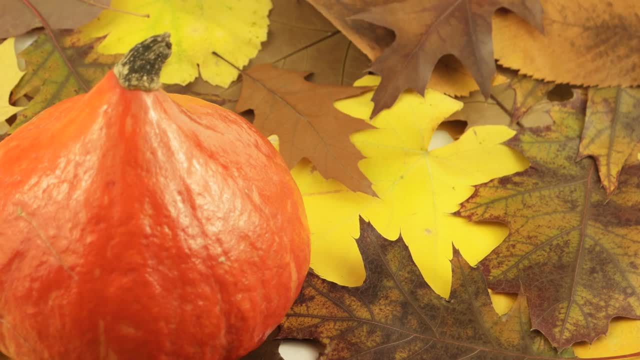 装饰南瓜躺在秋叶上，视频下载