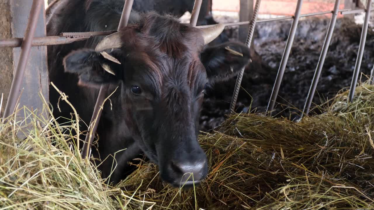 奶牛在牛奶农场的牛棚里吃草。奶牛饲养在奶牛场。近距离的头与角。畜牧业、农业产业。现代农场谷仓里有挤奶的奶牛吃干草视频下载