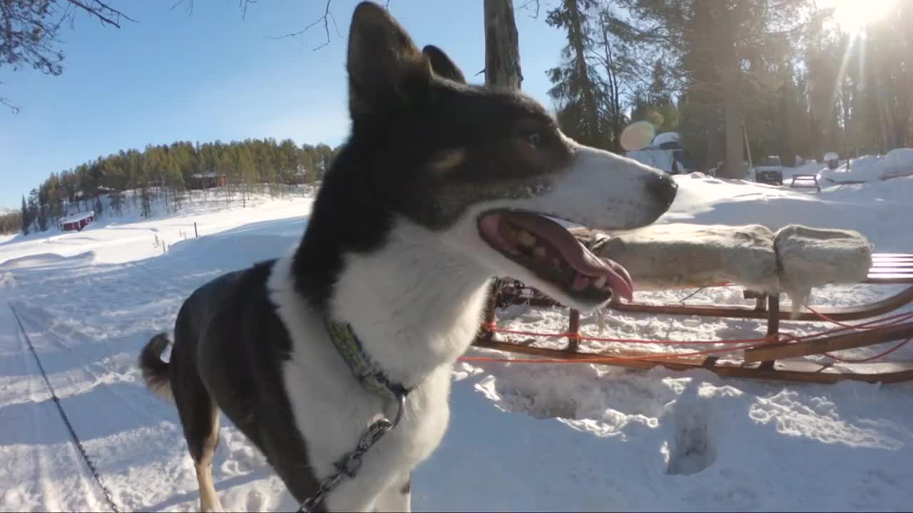 一个美丽快乐的西伯利亚哈士奇狗旁边的雪橇特写。太阳在寒冷的冬日里照耀着。视频素材