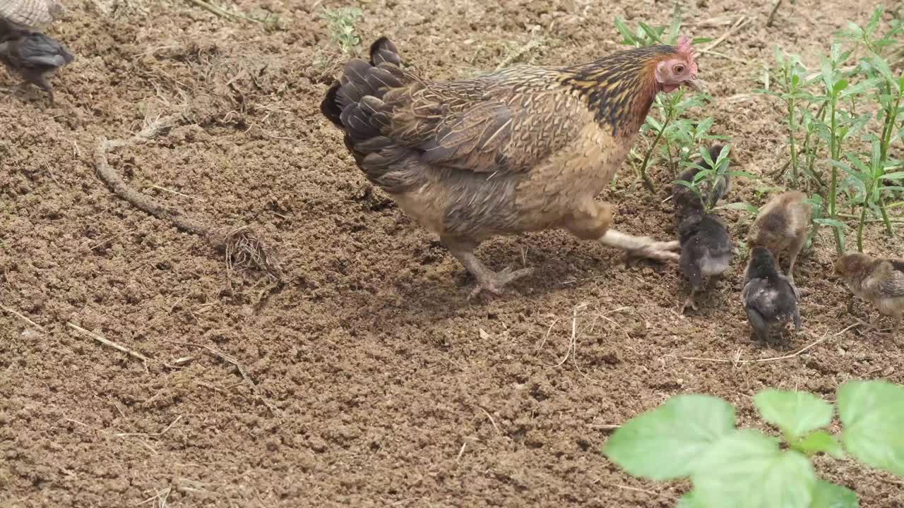 谷仓院子里的鸡。家禽养殖概念视频下载