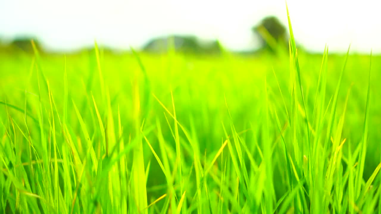 慢镜头:风吹过草地的特写镜头视频下载