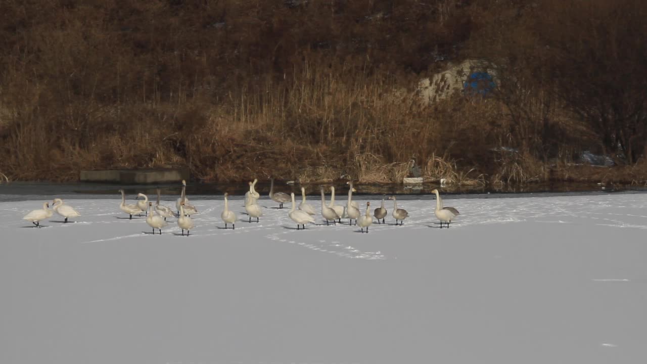 一群在雪地上休息的大天鹅视频下载