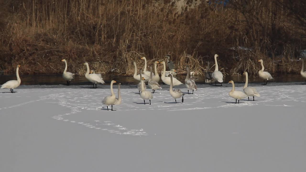 一群大天鹅在休息视频下载