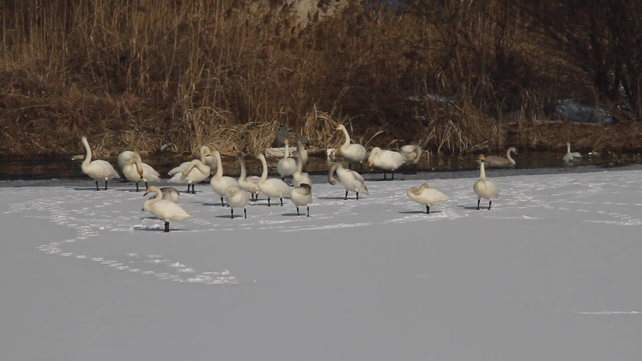 一群在雪地上休息的大天鹅视频下载