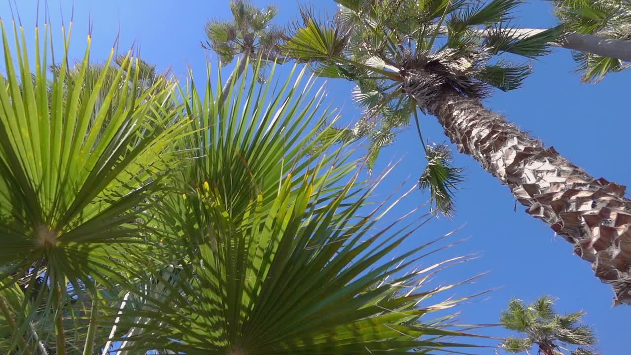 在棕榈树下驾驶，慢镜头120fps视频素材