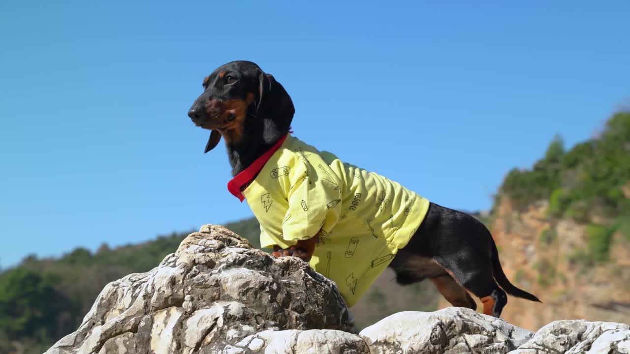 可爱的小腊肠狗远足者在黄色t恤站在岩石陡峭的悬崖上，与晴朗的天空在春日近距离观看视频下载