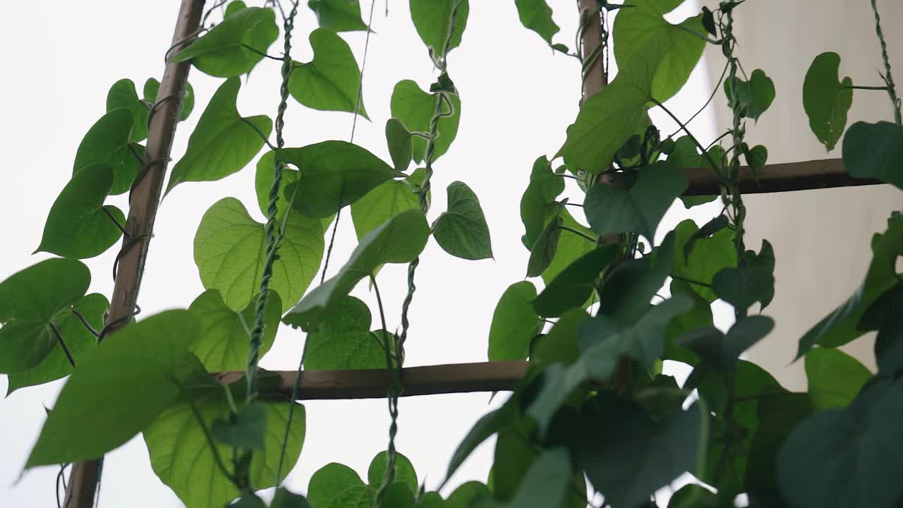 旋花植物装饰着房子的阳台。近距离拍摄植物视频下载