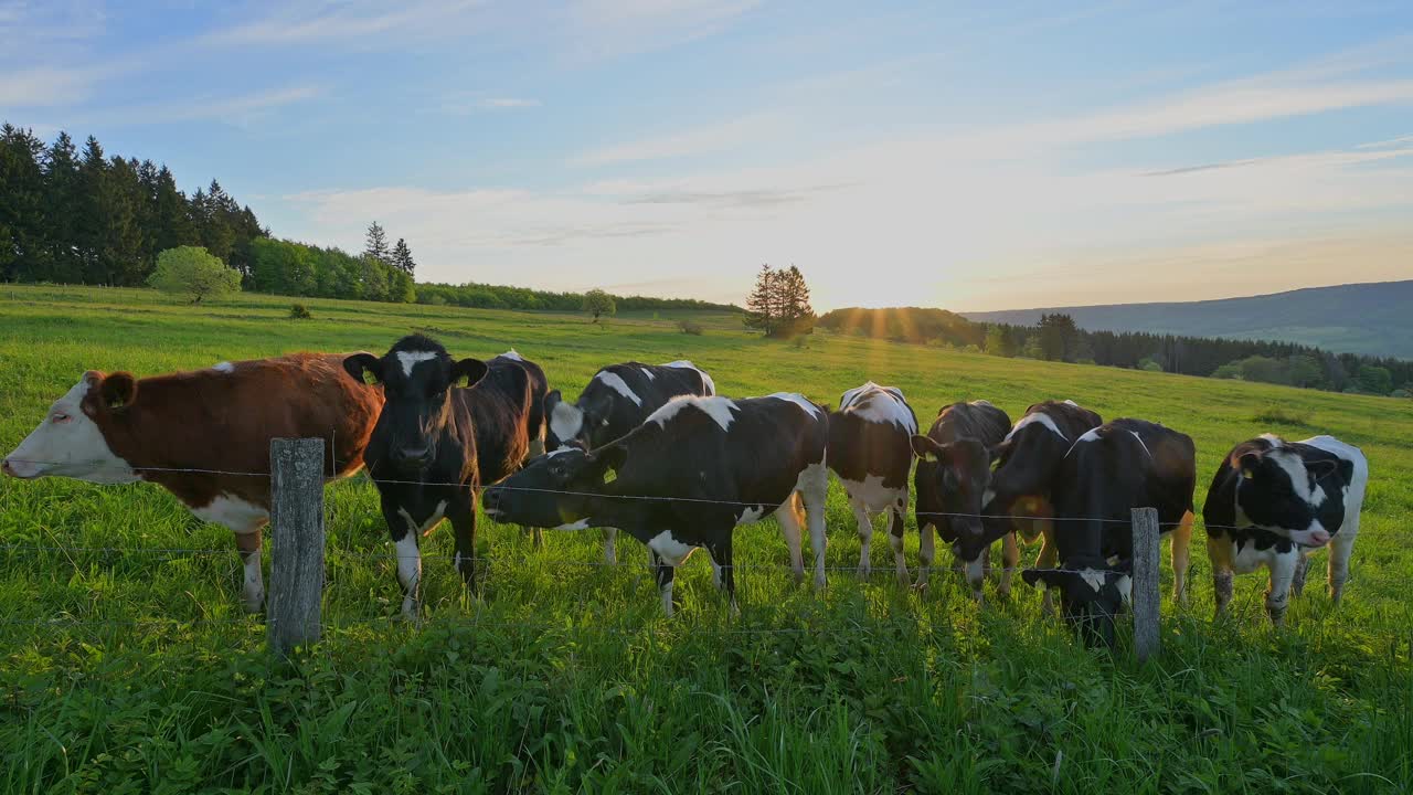 日出时牧场上的牛群，格斯菲尔德的瓦瑟库佩山，Rhön，黑塞，德国视频下载
