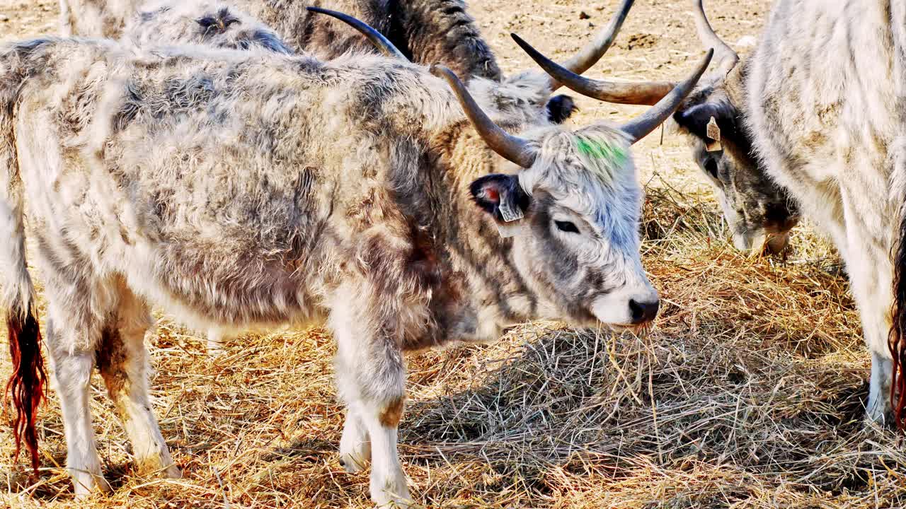 匈牙利灰牛奶牛正在吃干草在一个阳光明媚的日子。视频下载