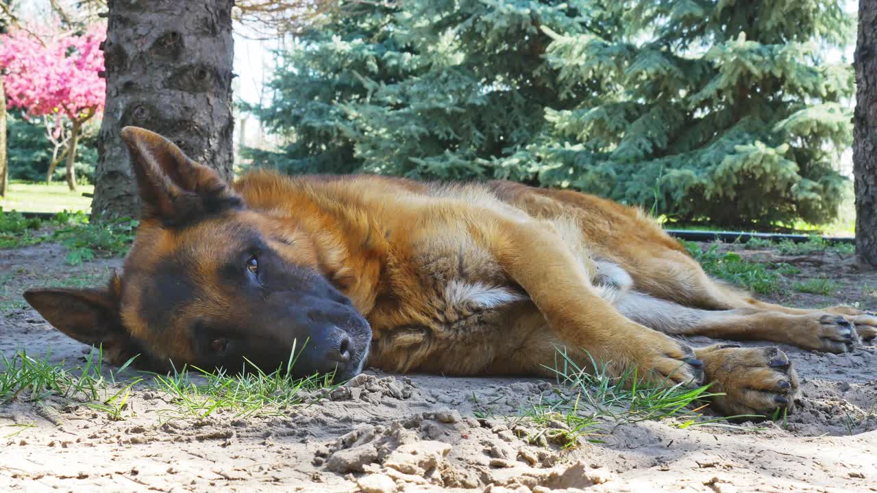 一只德国牧羊犬在阳光明媚的日子里睡觉。视频下载