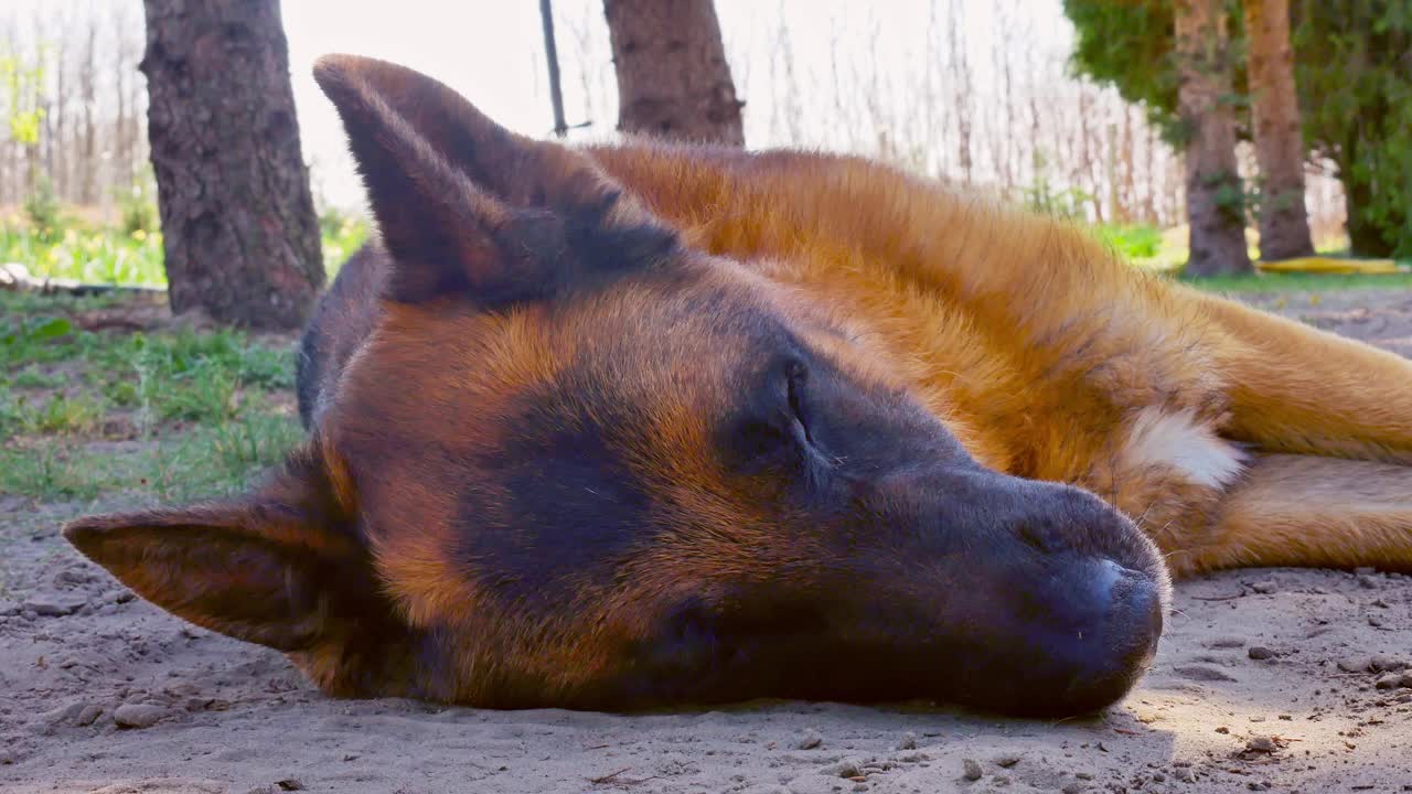 在阳光明媚的日子里睡觉的德国牧羊犬。视频下载