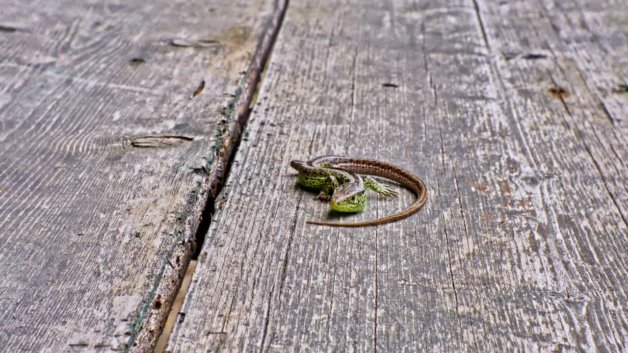 在一个阳光明媚的日子里，一只绿色的蜥蜴在一个旧板凳上的特写镜头。视频下载