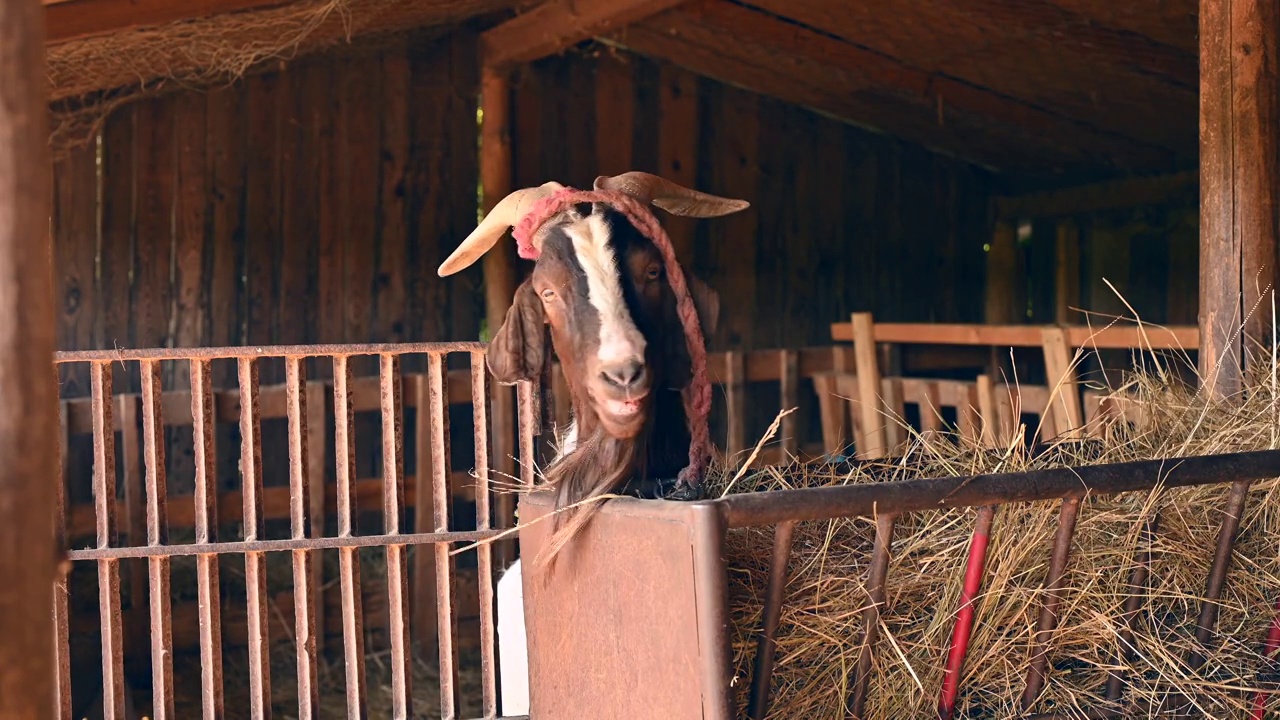 一只美丽的公山羊正在谷仓里吃干草并四处张望。视频下载