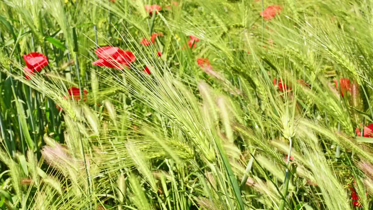 夏日风中的小麦和罂粟花。视频下载