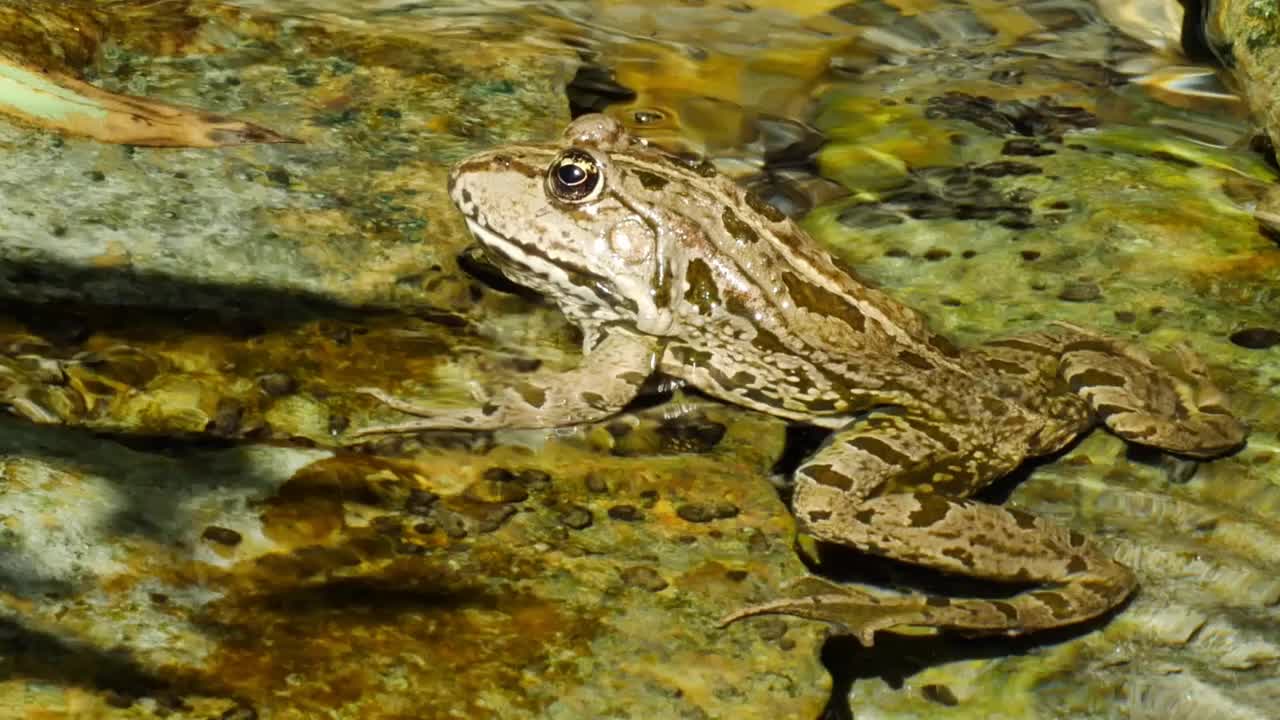 在夏天的一天，沼泽青蛙在波浪形的湖水中休息。视频下载