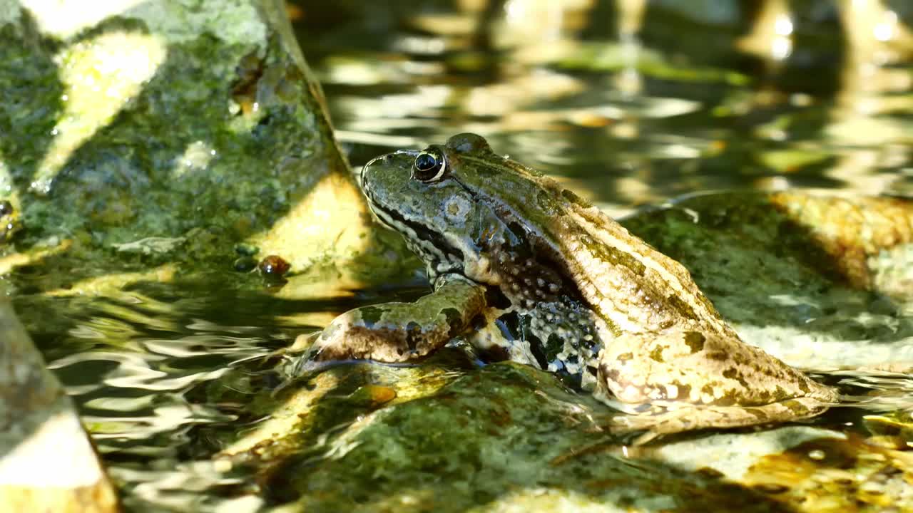在夏天的一天，沼泽青蛙在波浪形的湖水中休息。视频下载