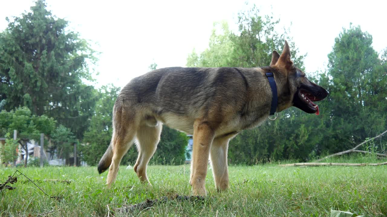 一只雄性德国牧羊犬和一只美国斯塔福德梗在后院散步。视频下载