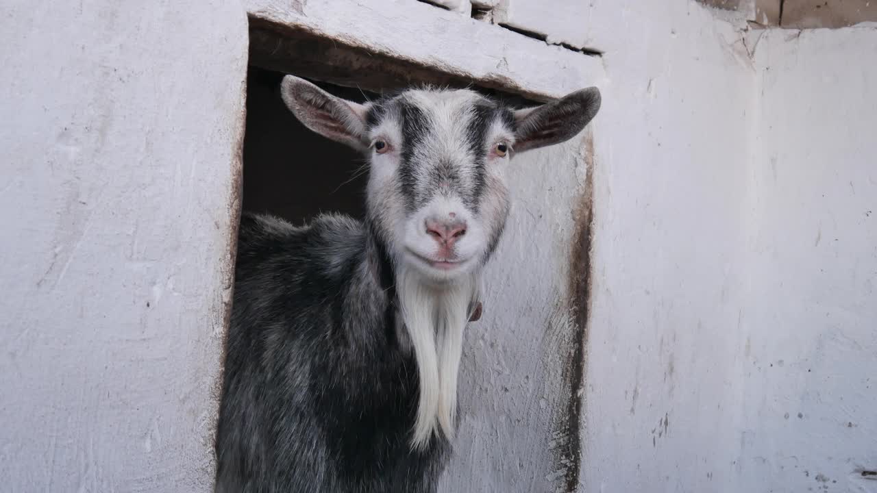 山羊正在谷仓里吃干草。视频下载