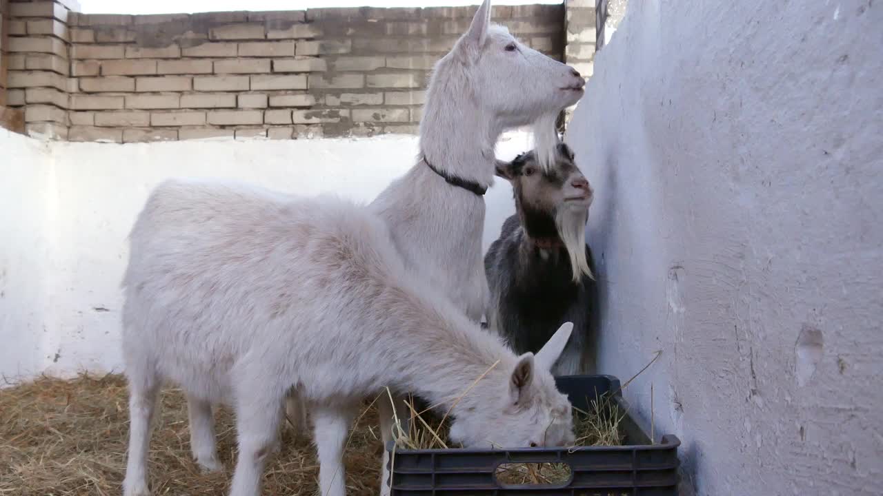 山羊正在谷仓里吃干草。视频下载