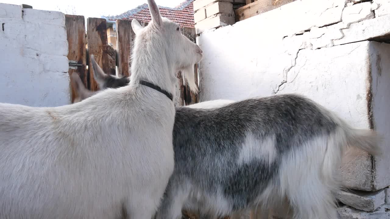一只山羊站在谷仓里四处张望的特写镜头。视频下载