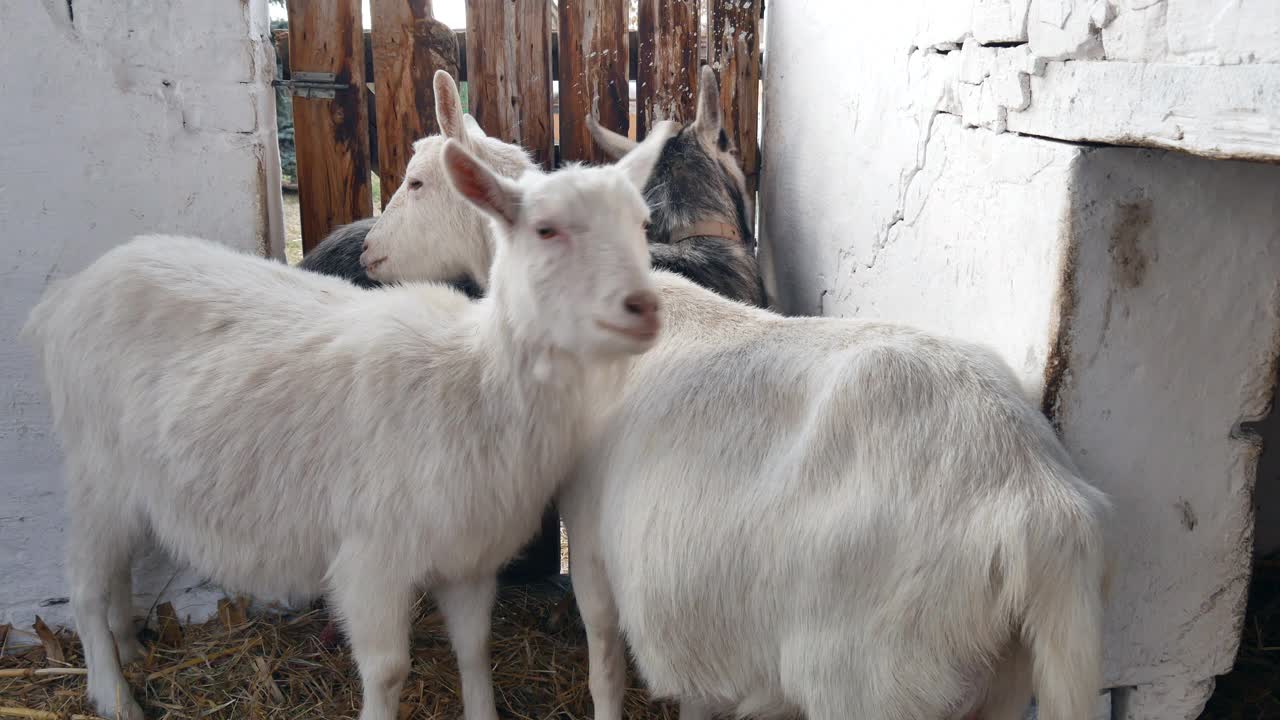 山羊们站在谷仓里四处张望。视频下载